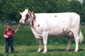 silne nogi i racice Małe koszty weterynaryjne Doskonała łodność MRY jest rasą średniego kalibru, óźno dojrzewającą, a mleczność krów tej rasy wydatnie wzrasta z wiekiem.