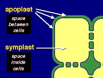 Symplast i apoplast symplast przestrzeń wewnątrz kontinuum cytoplazmy komórek połączonych plazmodesmami apoplast przestrzeń poza błonami komórkowymi (ściany komórkowe, przestwory międzykomórkowe)