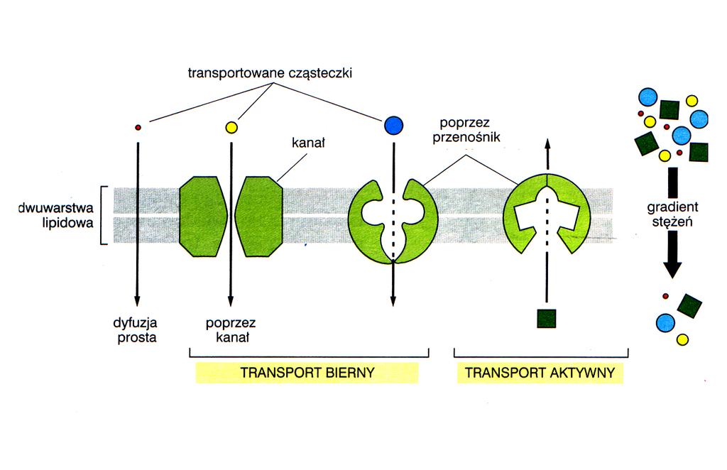 Transport aktywny i bierny transport bierny: zgodnie z gradientem stężeń transport aktywny: w kierunku