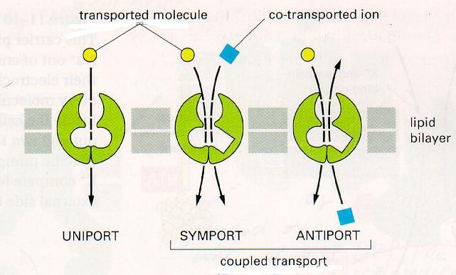 Rodzaje transportu za pośrednictwem przenośników transport sprzężony: przeniesieniu cząstki przez błonę towarzyszy ruch