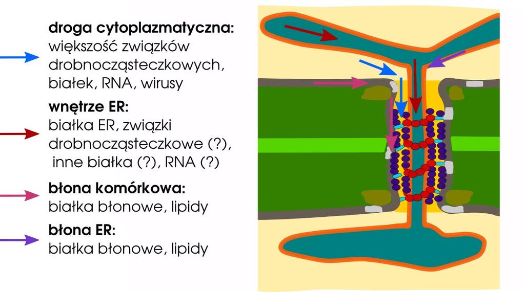 Drogi transportu przez PD Czy transport w różnych