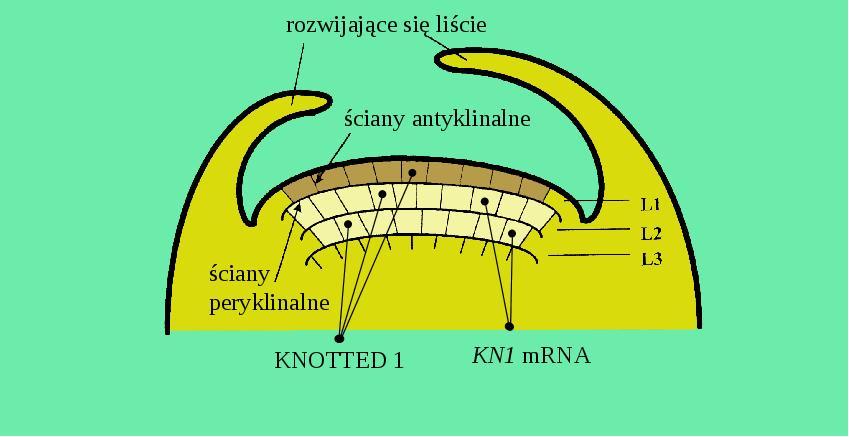 Transport RNA przez PD Lokalizacja czynnika transkrypcyjnego KNOTTED 1 (KN1) i KN1