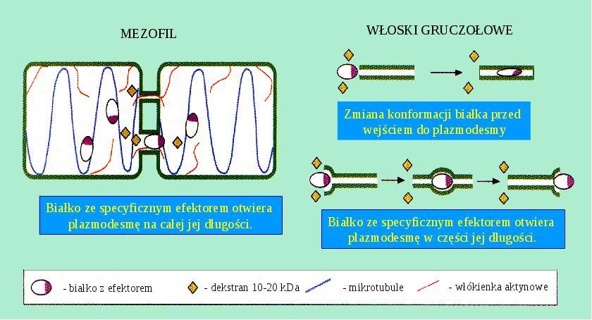 Transport związków