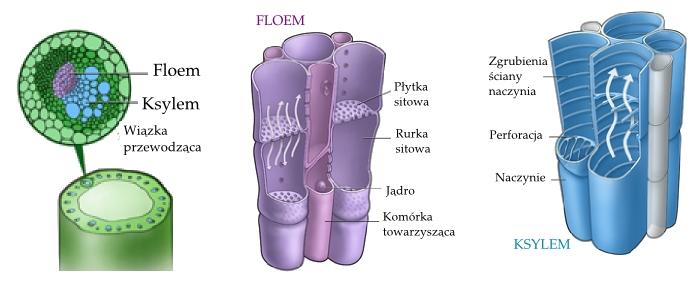 System przewodzący jeden układ koordynujący większość czynności życiowych rośliny FLOEM żywe komórki, transport asymilatów (produktów asymilacji CO 2, czyli fazy