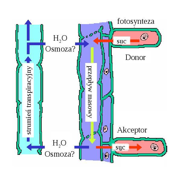 Sprzężenie floemu i
