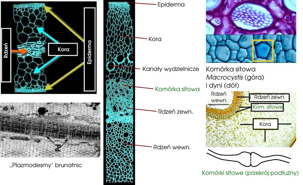 Anatomia brunatnic jako przykład