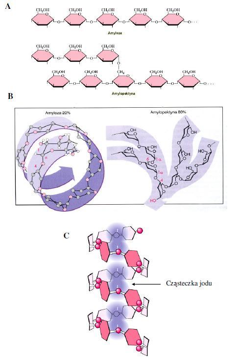 Amylopektyna, w przeciwieństwie do amylozy praktycznie nierozpuszczalna, jest polisacharydem rozgałęzionym.