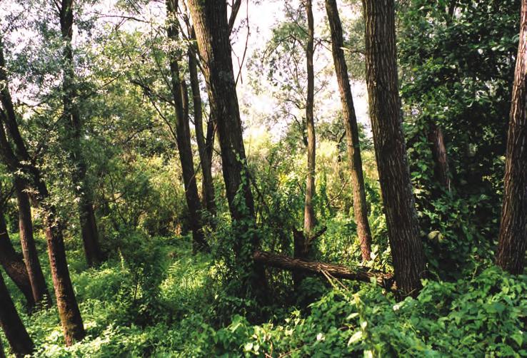 Fot. 2. Podlaski Park Krajobrazowy (fot. J. Obrębski) Photo 2.