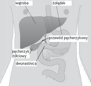 Jakie są zalety laparoskopowej cholecystektomii? Zamiast cięcia które normalnie ma długość 10-15cm zabieg laparoskopowy moŝe być przeprowadzony przez małe cięcia 1-1,5cm.