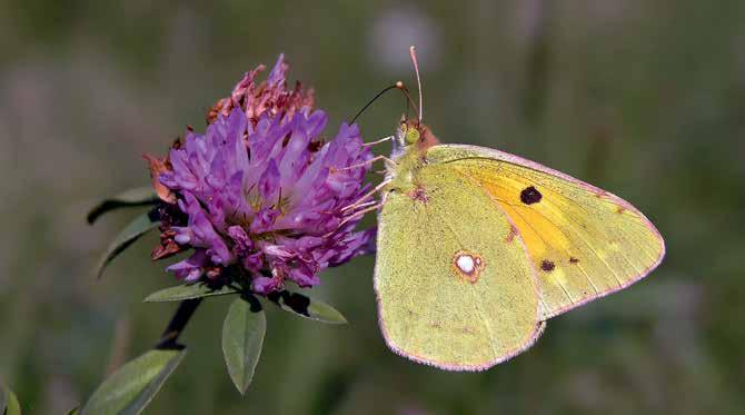 192 ARTYKUŁY Wszechświat, t. 115, nr 7 9/2014 dziennych takim przykładem może być szlaczkoń sylwetnik (Colias crocea) (Ryc. 3). Niektóre z nich, jak np.