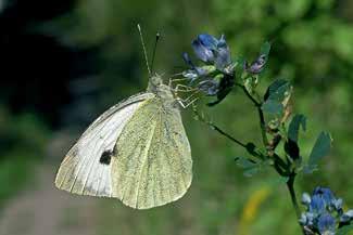 Mało kto spodziewa się, że wielokilometrowe migracje występują także u pospolitego bielinka kapustnika (Pieris brassicae) (Ryc. 5). Gatunek ten występuje powszechnie w Euroazji i północnej Afryce.