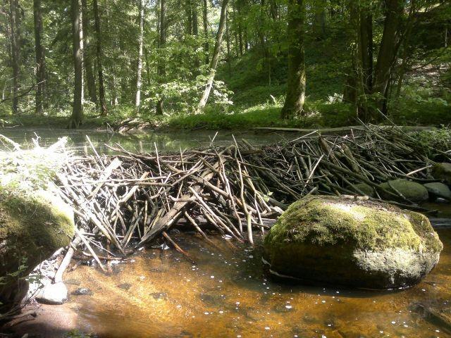 FOT. 4. Tama na rzece Wiatrołuża, zbudowana przez bobry. Siedlisko Chalcosyrphus eunotus PHOT. 4. A dam on the river Wiatrołuża built by beavers. Habitat of C. eunotus FOT. 5.