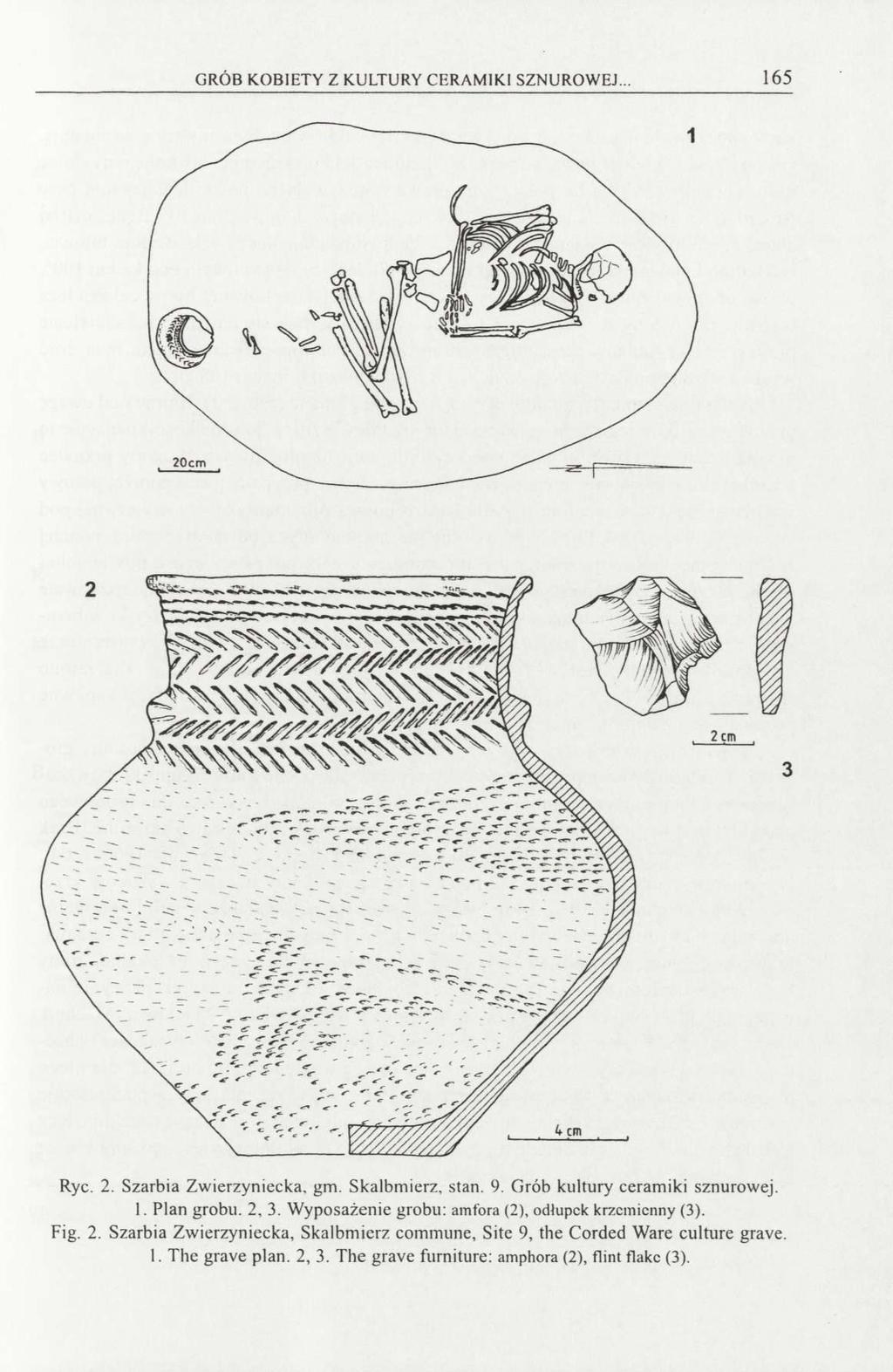 GRÓB KOBIETY Z KULTURY CERAMIKI SZNUROWEJ... 165 Ryc. 2. Szarbia Zwierzyniecka, gm. Skalbmierz, stan. 9. Grób kultury ceramiki sznurowej. 1. Plan grobu. 2, 3.