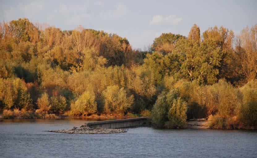 WYPRAWY NA PTAKI Ostroga - tama poprzeczna. Fot. Ewa Kominek mokrej wiosny, jak np. w 2010 r., zdarza się, że ani jednej parze nie udaje się wychować potomstwa.