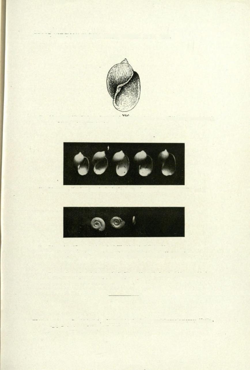 PRACE WYDZIAŁU 111 TOW. NAUK. WARSZ. A«27. 1917. 1) Limnaea (Radix) auricularia L. wigrensis n. var. (2'/«razy powiększ.). Okaz z jez.
