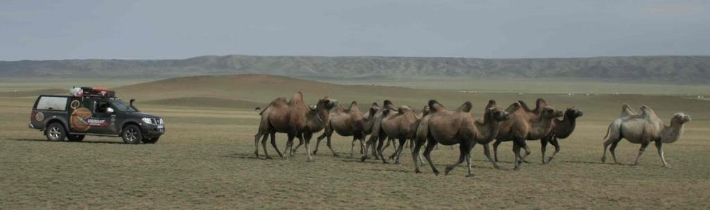 Dzień 49 29 lipca 2017, sobota 0 kilometrów, Ułan Bator (Mongolia) Zwiedzanie Ułan Bator lub jazda w podgrupach w stronę