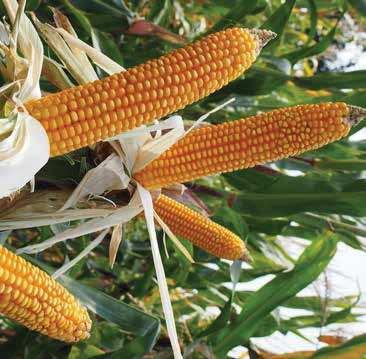 STRONA 6 nasiona / wiosna 07 / kukurydza FAO: 0 PIRRO Pierwszorzędna kiszonka! PIRRO to jedna z najwcześniejszych odmian kiszonkowych zarejestrowanych w Polsce.