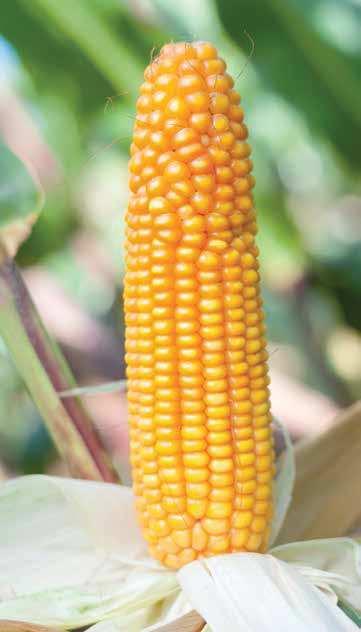 Wysokie, dobrze ulistnione rośliny potwierdzają dobry wybór do uprawy na kiszonkę i ziarno. ( 5,6 dt/ha) COBORU 0 - r.
