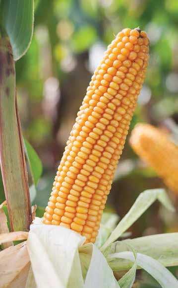 nasiona / wiosna 07 / kukurydza STRONA 7 FAO: 0 CEDRO Potęga wczesnego plonu Mieszaniec trójliniowy przeznaczony do uprawy na kiszonkę, ziarno oraz na CCM w rejonach mniej korzystnych klimatycznie.