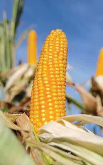 STRONA 0 nasiona / wiosna 07 / kukurydza FAO: 0 MOROCK Przyciąga wzrok! MOROCK to odmiana o podwójnym użytkowaniu.