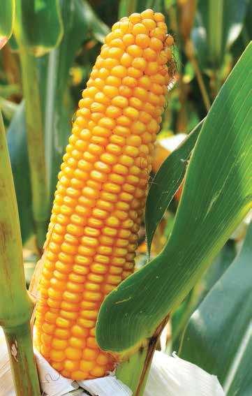 STRONA nasiona / wiosna 07 / kukurydza FAO: 0 FADONNA Treściwa kiszonka FAO: 0 TYP ZIARNA: SD FABELL Potęga masy szczególnie wysokim ogólnym plonem suchej masy budowanym przede wszystkim bardzo
