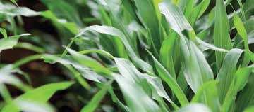 CCM oraz na ziarno wyleganie łodygowe kiszonka: 9,5-0 roślin/m² ABELL to trójliniowy mieszaniec kukurydzy przeznaczony do uprawy na kiszonkę oraz na ziarno w korzystniejszych rejonach uprawy.