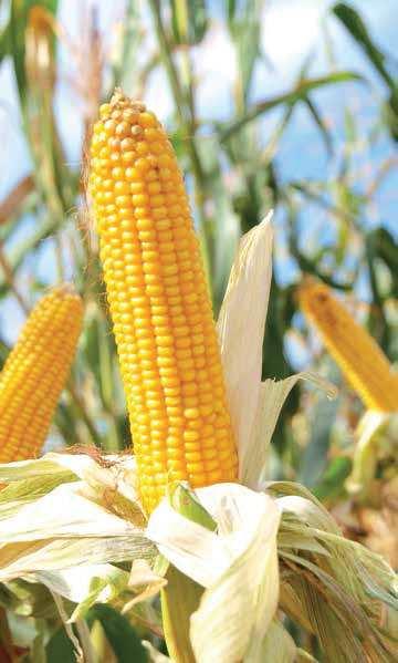 nasiona / wiosna 07 / kukurydza STRONA FAO: 0 WIKANA Kiszonka o wysokiej energii WIKANA to odmiana trójliniowa szczególnie rekomendowana do uprawy na wysokoenergetyczną kiszonkę o dobrej strawności.