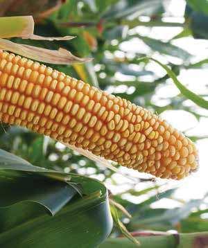 nasiona / wiosna 07 / kukurydza STRONA 7 FAO: 0 ISANTO Świetna kiszonka! ISANTO to wcześnie dojrzewający mieszaniec pojedynczy kukurydzy przeznaczony do produkcji wysokoenergetyczej kiszonki.