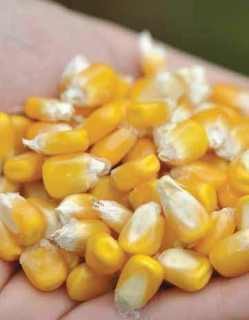 STRONA 8 nasiona / wiosna 07 / kukurydza FAO: 0-0 ROGOSO Ziarnowy hit! ROGOSO to wczesna odmiana ziarnowa zarejestrowana w Polsce w 0 r. Stanowi najlepszy kompromis wydajności ziarna i wczesności.