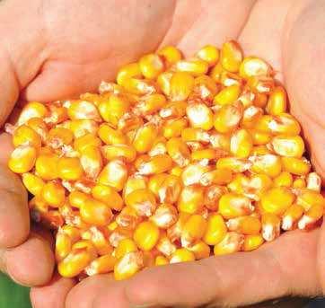 STRONA 0 nasiona / wiosna 07 / kukurydza FAO: 0 SL DEVINO Piekielnie dobre plony! SL DEVINO to średniowczesny mieszaniec pojedynczy przeznaczony do uprawy na kiszonkę i na ziarno.