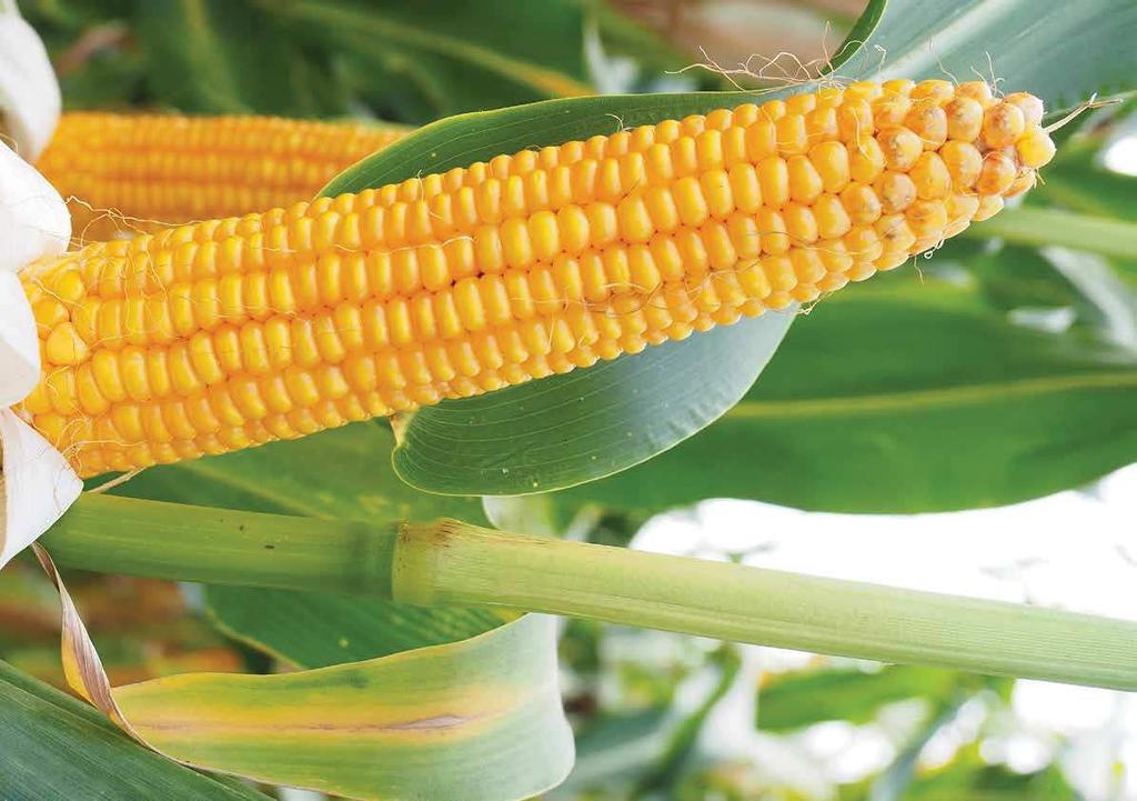 FAO: 0 NORICO Ekstra kolba! NORICO to ziarnowa odmiana kukurydzy zarejestrowana w Polsce w 05 roku. Imponujący plon ziarna oraz dobre wyniki jakościowe, plasują NORICO w czołówce odmian.