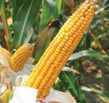 STRONA nasiona / wiosna 07 / kukurydza FAO: 0 OKATO Kukurydza z temperamentem! OKATO to średniowczesna odmiana ziarnowa kukurydzy hodowli saatbau linz.