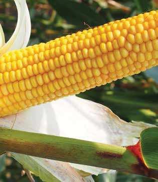 STRONA nasiona / wiosna 07 / kukurydza FAO: 50-60 SATIVO Doskonały plon ziarna SATIVO to najwyżej plonująca odmiana w badaniach rejestrowych w latach 0-0.