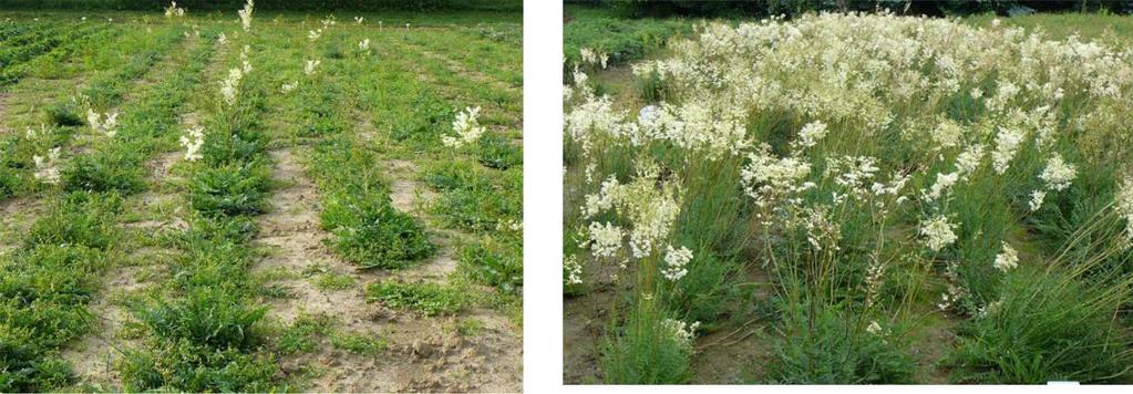 Nasiona można wysiewać wprost do gruntu, jesienią lub wczesną wiosną w rzędy co 25 cm, na głębokość do 0,5 cm.