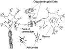 O mózgu ludzkim If the human brain were so simple that we could understand it,