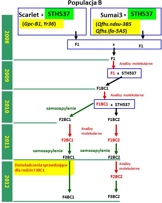 Rys. 1. Schemat otrzymania populacji i wykonanych analiz molekularnych z udziałem dwóch rodziców wypierających Muszelki (A) i STH537 (B).