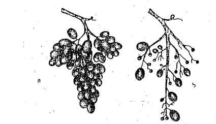 pogoda) zapylenia kwiatków nie ma, kwiatki się osypują, grona są bardzo luźne, a plon mocno spada. Jedynym sposobem, umożliwiającym normalne zawiązywanie się owoców, jest sztuczne zapylanie (rys.28).