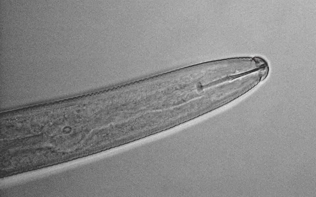 Larwy inwazyjne (J 2 ) o długości od 0,42 do 0,59 mm (średnio 0,49 0,52 mm). Szkielet głowy silnie załamujący światło. Według autorów oryginalnego opisu gatunku przednia powierzchnia guzów G.