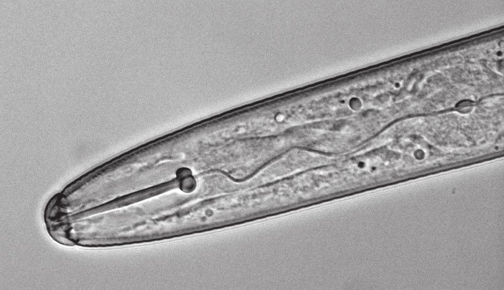 Między okienkiem wulwalnym a odbytem widoczne fałdy oskórka. Larwy inwazyjne (J 2 ) o długości od 0,36 do 0,52 mm (średnio 0,41 do 0, 48 mm).