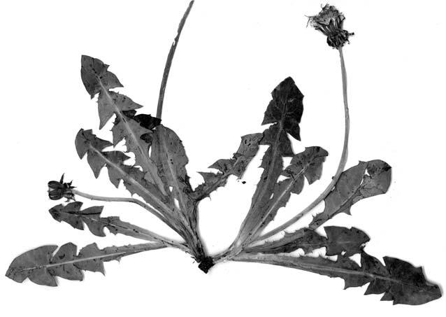 Z. Głowacki i in.: Rodzaj Taraxacum w Polsce. Cz. 4. 225 środkowy liści mocny, w dole lekko purpurowy, w górze zielonawy. Klapy boczne liści w 2 3 parach, górne tępawe, dolne ostre, długo wyciągnięte.
