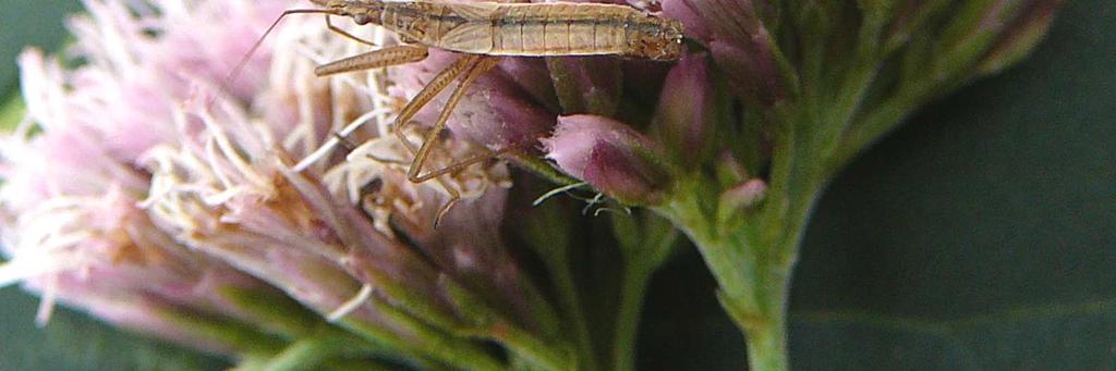 Nabis lineatus Dahlbom, 1851 Pobrzeże Bałtyku: Słowiński Park Narodowy, Kluki (XA56), 18.08.2007, 1 (fot. 4), w szuwarach, na sadźcu konopiastym Eupatorium cannabinum), leg. et det. A. Korcz.