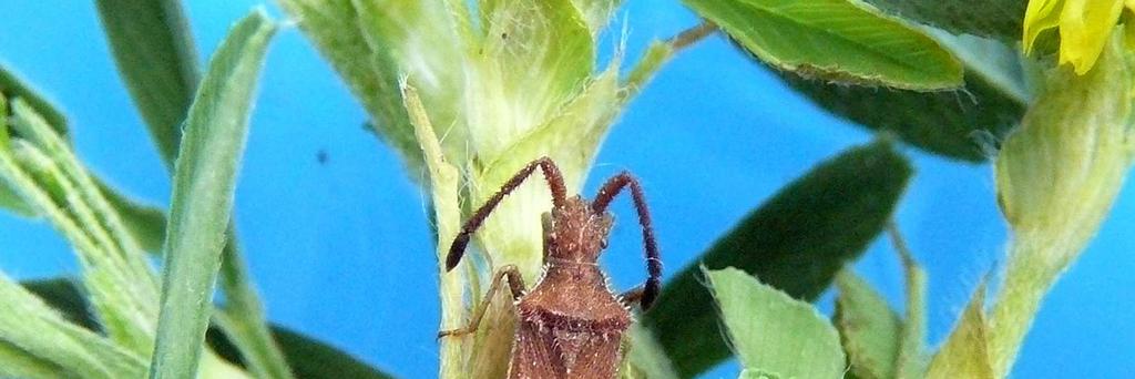 27 Fot. 9. Coriomeris scabricornis, samica [female] (8 mm) (fot. A. Korcz).