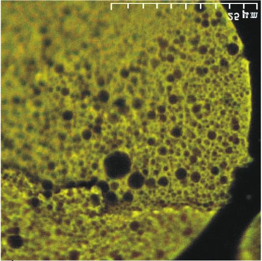 SBS o s³abej rozpuszczalnoœci zarejestrowany w mikroskopie fluorescencyjnym: a), b), c) kolejne