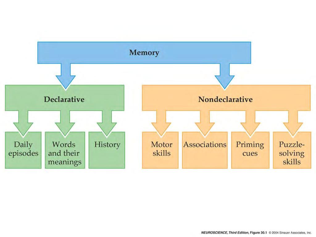 30.1 The major qualitative categories of human memory.