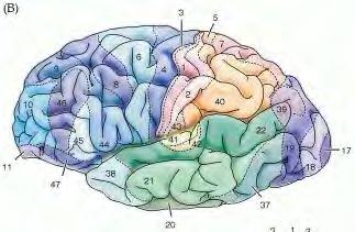 Tajemniczy Gyrus angularis (pole Brodmanna 39) V.S.Ramachandran uważa, że g.angularis jest odpowiedzialny za rozumienie metafor Chorzy z uszkodzeniem prawego g.