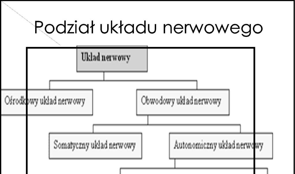 AUN jest prawie całkowicie niezależny od naszej woli.