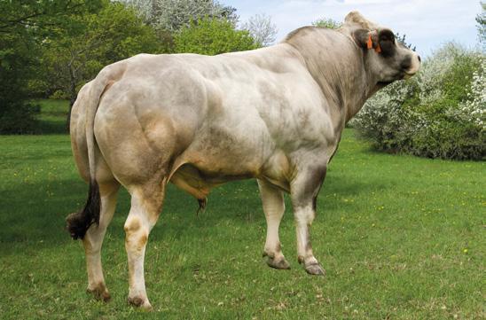 UDOL CZ743940031 KOVBOJ CZ124018288 RASA PIEMONTESE Urodzony: 2011-10-08, Hodowca: Import Urodzony: 2002-05-02, Hodowca: Import IDOLO BRASIL ERICA OVILA