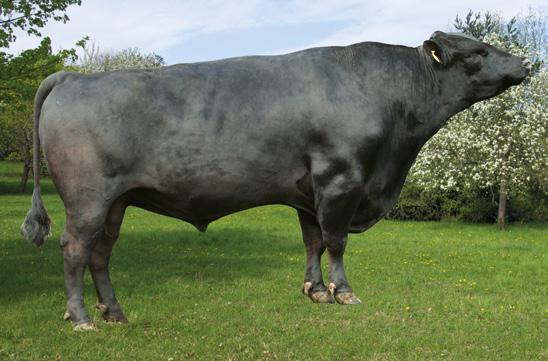 RASA ABERDEEN ANGUS OBERON PL005288488137 VATER CZ597731072 Urod