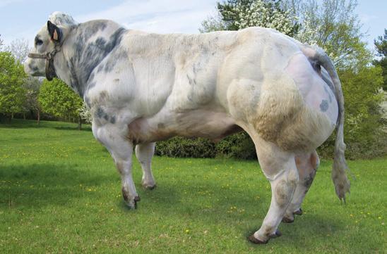 RASA BELGIJSKA BŁĘKITNO-BIAŁA GALOPEUR BE487061217 MILOU IE371366230235 Urodzony: 2004-06-10, Hodowca: Import DOUDOU DU SARTAY ARTABAN DE ST FONTAINE VELOUTINE DU