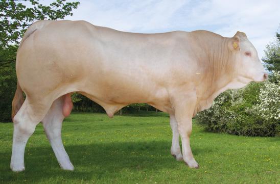 RASA BLONDE D AQUITAINE HERAIKI * FR4004321208 DRUIDE * FR7651848247 RASA SALERS Urodzony: 2012-11-14, Hodowca: Import Urodzony: 2008-11-05, Hodowca: Import